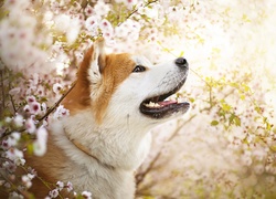 Pies, Akita inu, Mordka, Gałązki, Kwiaty