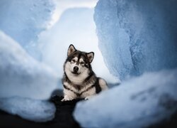 Pies, Alaskan malamute, Spojrzenie