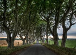 Droga, Pola, Ogrodzenie, Drzewa, Buki, Aleja, Dark Hedges, Irlandia Północna