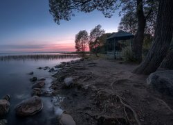 Jezioro Pleshcheyevo, Altana, Drzewa, Peresław Zaleski, Obwód jarosławski, Rosja