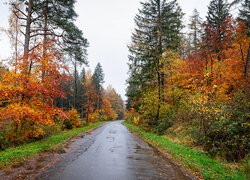 Asfaltowa droga w kolorowym jesiennym lesie