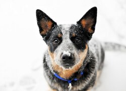 Pies, Australian cattle dog, Głowa, Spojrzenie, Śnieg