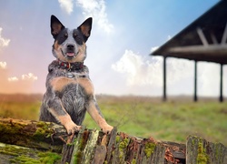 Australijski pies pasterski wsparty na ogrodzeniu