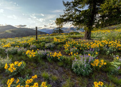 Rezerwat przyrody, Columbia River Gorge, Góry Kaskadowe, Łąka, Kwiaty, Balsamorhiza, Drzewo, Stan Oregon, Stany Zjednoczone