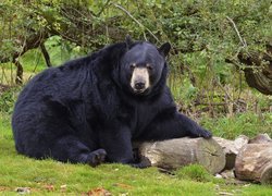 Niedźwiedź czarny, Baribal, Drzewo