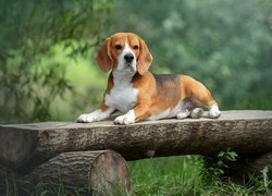 Beagle leżący na drewnianej ławce