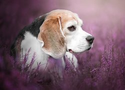 Pies, Beagle, Kwiaty, Wrzosy