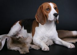 Łaciaty, Pies, Beagle