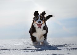 Berneński pies pasterski w śniegu