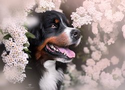 Berneński pies pasterski wśród białych kwiatów