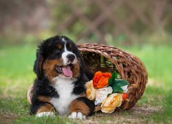 Berneński pies pasterski z kwiatami w koszyku