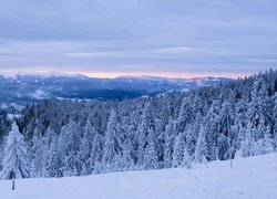 Zima, Drzewa, Świerki, Góry, Beskidy, Polska