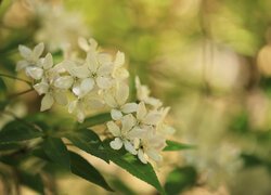 Białe drobne kwiatuszki na gałązkach