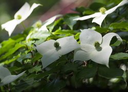 Białe kwiaty derenia kousa