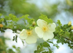 Białe kwiaty dzikiej róży na gałązce