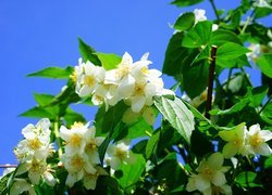 Białe kwiaty jaśminowca na tle nieba