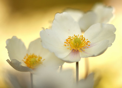 Białe kwiaty zawilca wielkokwiatowego