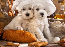 Białe szczeniaki w czapkach kucharskich na stole z pieczywem