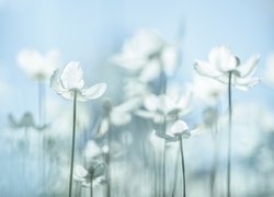 Białe, Kwiaty, Zawilec wielkokwiatowy