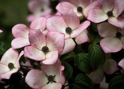 Biało-różowe kwiaty derenia