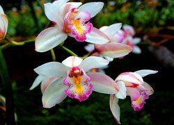 Biało-różowe, Kwiaty, Storczyki, Orchidea
