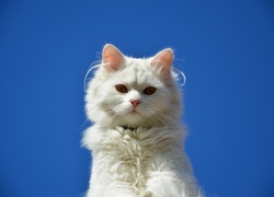 Biały kotek turecka angora na tle błękitnego nieba