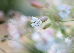 Biały kwiat lepnicy