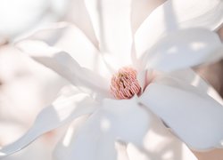 Kwiat, Biały, Magnolia, Makro