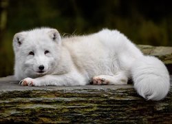 Biały lis polarny na skale