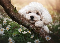 Pies, Pudel, Biały, Kwiaty, Zawilce, Gałąź, Wiosna