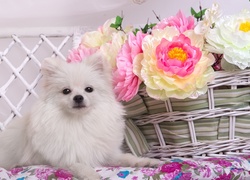 Pies, Szpic miniaturowy, Biały, Kosz, Kwiaty, Piwonie, Płotek