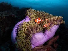 Błazenki na koralowcu