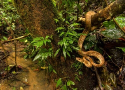 Wąż, Drzewo, Dżungla, Potok, Boa leśny