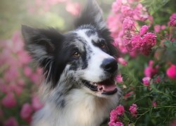 Pies, Border collie, Różowe, Kwiaty, Róże