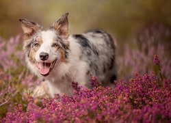 Pies, Border collie, Kwiaty, Wrzośce