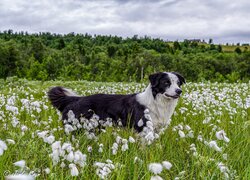 Pies, Bordier collie, Łąka, Trawa, Rośliny, Drzewa