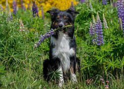 Pies, Border collie, Kwiaty, Łubin, Trawa