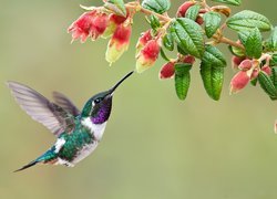 Koliber, Brzęczek białobrzuchy, Kwiat