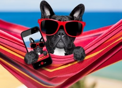 Pies, Buldog francuski, Telefon, Selfie, Śmieszne