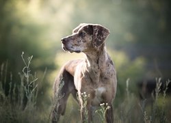 Pies, Catahoula leopard dog, Łąka, Rosliny, Rozmyte, Tło