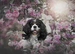 Pies, Cavalier king charles spaniel, Różowe, Kwiaty, Drzewo owocowe, Wiśnia, Gałązki