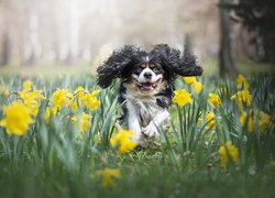 Pies, Cavalier king charles spaniel, Kwiaty, Narcyzy żonkile
