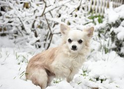 Chihuahua długowłosa na śniegu