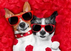 Chihuahua i Jack Russell terrier w okularach przeciwsłonecznych