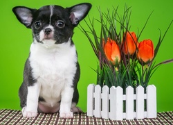 Chihuahua krótkowłosa siedzi obok tulipanów za płotkiem