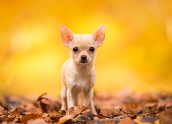 Chihuahua krótkowłosa stoi na jesiennych liściach