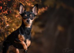 Chihuahua pod krzewem berberysu