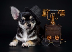Chihuahua w kapelusiku obok telefonu
