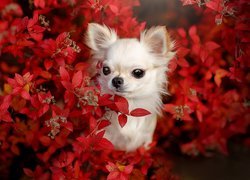 Chihuahua wśród czerwonych liści krzewu
