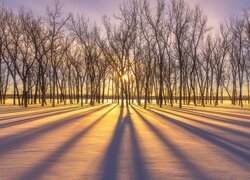 Cienie bezlistnych drzew na śniegu o wschodzie słońca
